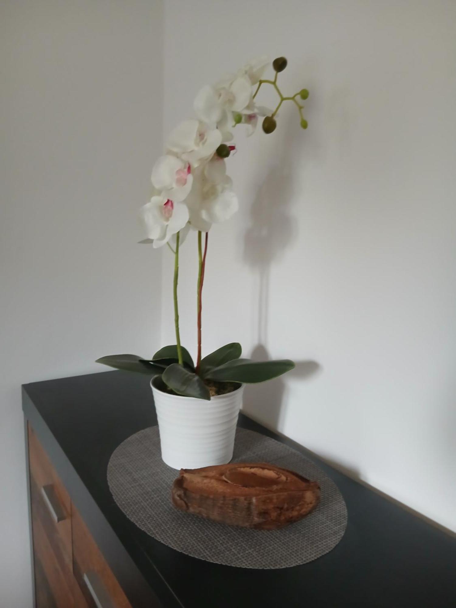 Apartment Nadine Mljet Mit Meerblick Okuklje Εξωτερικό φωτογραφία